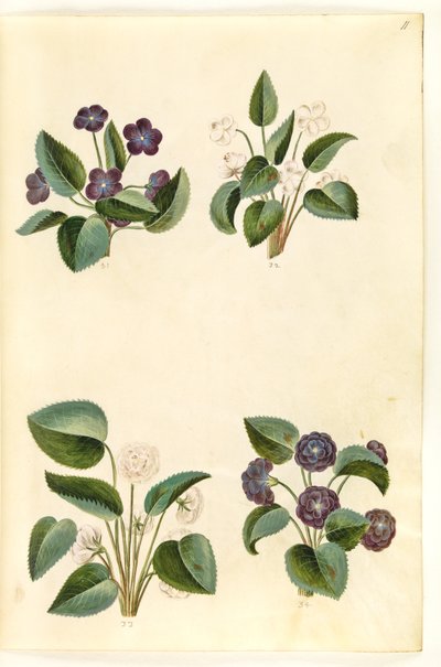 Viola odorata (violette de mars) - Hans Simon Holtzbecker