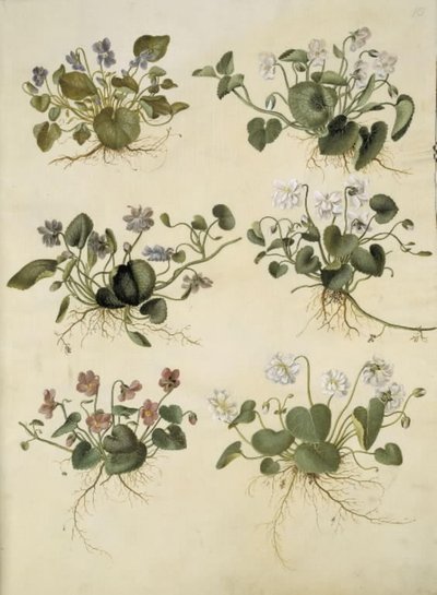 Viola odorata (violette de mars) - Hans Simon Holtzbecker