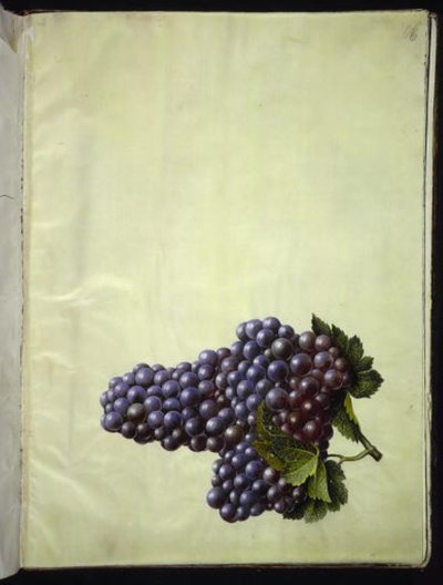 Vitis vinifera (vigne commune) - Hans Simon Holtzbecker