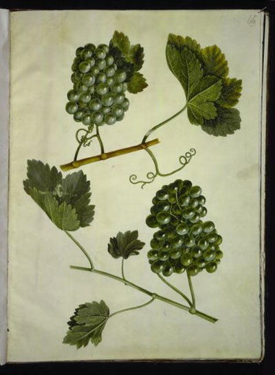 Vitis vinifera (vigne commune) - Hans Simon Holtzbecker