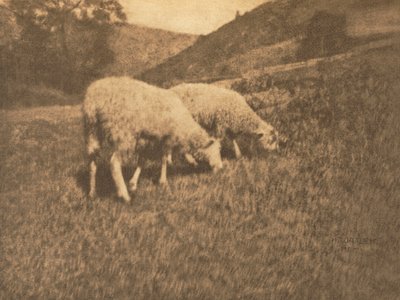 Camera Work: Moutons - Hans Watzek