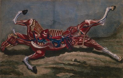 Anatomie d