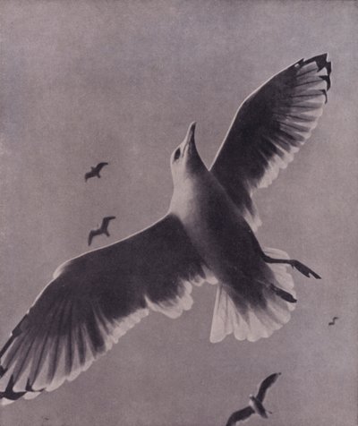 Rapide et hautement élevé, Meredith - Harold Burdekin