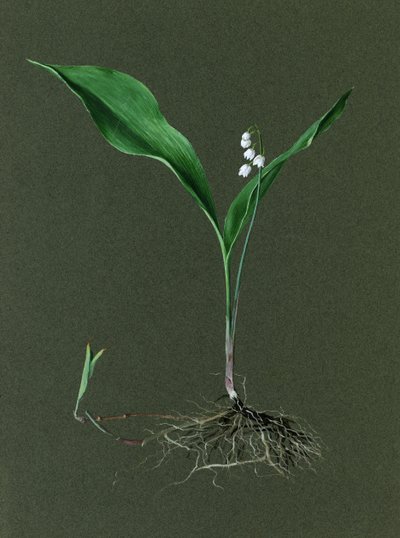 Convallaria majalis Muguet, vers 1870-1920 - Harold Drinkwater