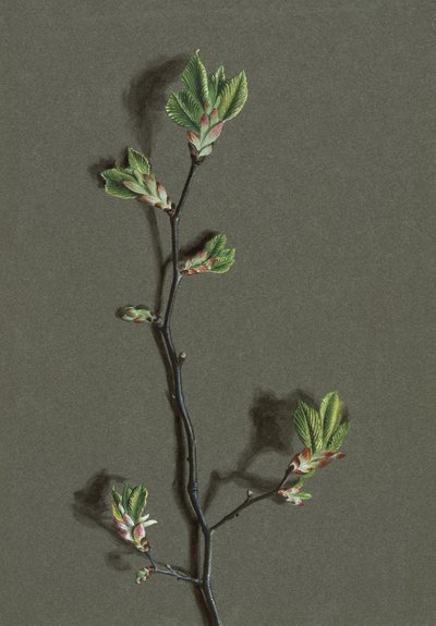 Ulmus glabra Huds (orme de montagne) - Harold Drinkwater