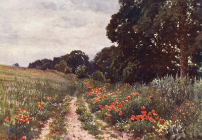 Coquelicots - Harold Sutton Palmer