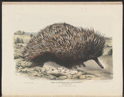Mammifères d