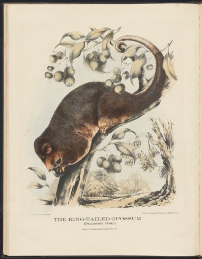 Mammifères d