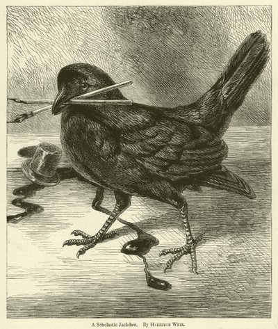 Un geai érudit - Harrison William Weir