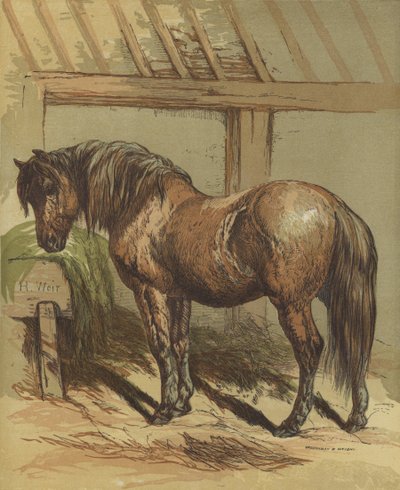Charlie, le cheval - Harrison William Weir