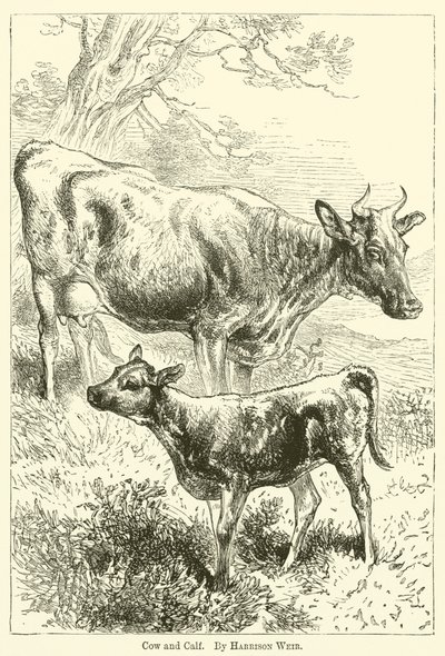 Vache et veau - Harrison William Weir