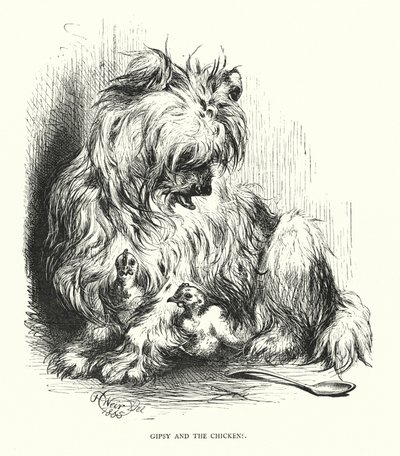 Gipsy et le poulet (gravure) - Harrison William Weir