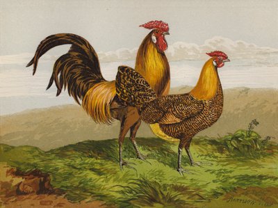 Hambourgs Dorés à Crayon - Harrison William Weir