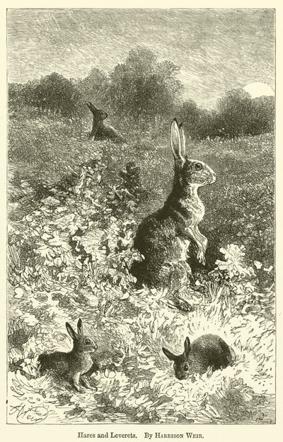 Lièvres et levrauts - Harrison William Weir