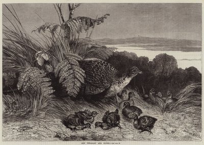 Faisane et ses petits - Harrison William Weir