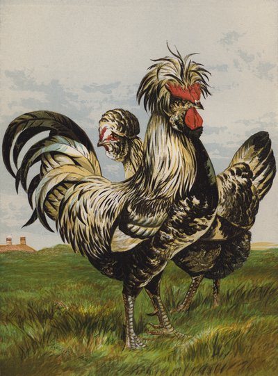 Houdans (chromolithographie) - Harrison William Weir