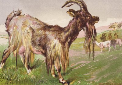 La Bête sauvage de Katty - Harrison William Weir