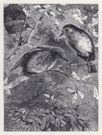 Apprendre à voler (gravure) - Harrison William Weir