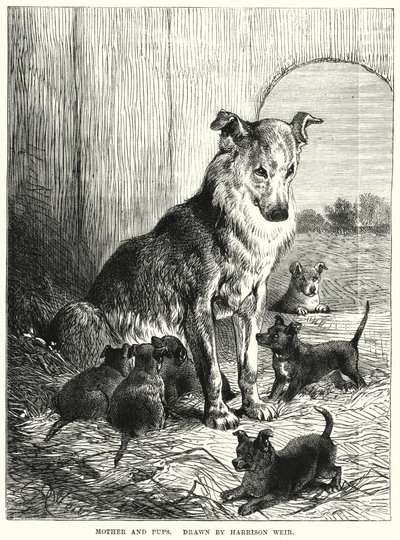 Mère et chiots - Harrison William Weir