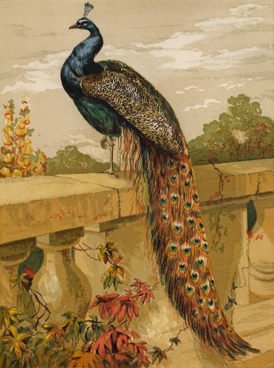 Paon (chromolithographie) - Harrison William Weir