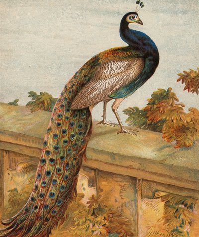 Fierté dans le jardin - Harrison William Weir