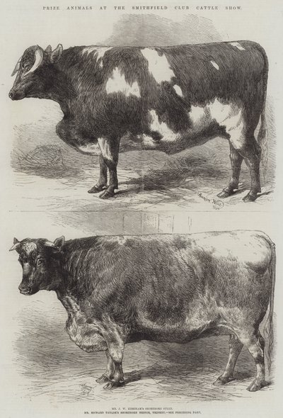 Animaux primés au Smithfield Club Cattle Show - Harrison William Weir
