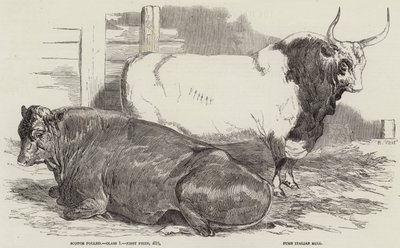 Bétail primé au salon de la Royal Agricultural Society, à Windsor - Harrison William Weir