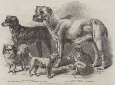 Chiens primés à l