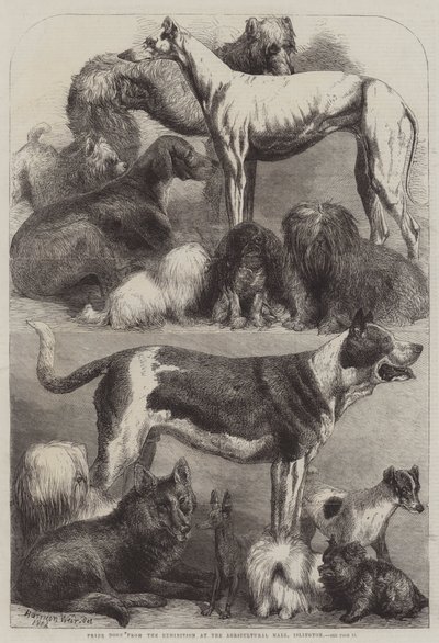 Chiens primés de l