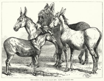 Ânes primés à l