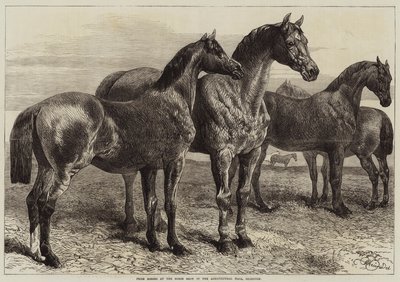 Chevaux primés à l