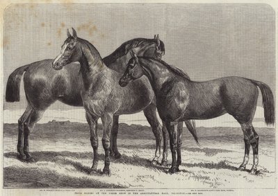 Chevaux primés au salon du cheval à l