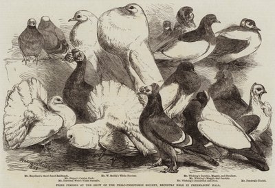 Pigeons primés à l