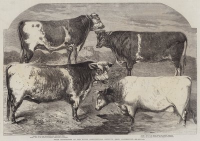Prix des Shorthorns à l
