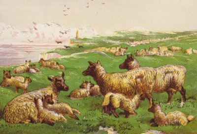 Moutons sur le rivage - Harrison William Weir