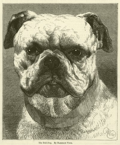 Le bouledogue - Harrison William Weir