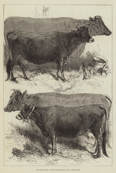 Le salon de la laiterie au Agricultural Hall, vaches primées - Harrison William Weir