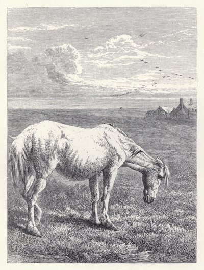 Le Vieux Cheval (gravure) - Harrison William Weir