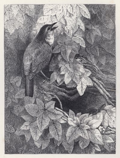 Le nid des rouges-gorges (gravure) - Harrison William Weir