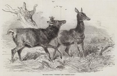 Les cerfs royaux, la gloire du bûcheron et du fermier - Harrison William Weir
