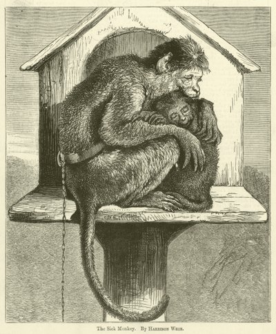 Le singe malade - Harrison William Weir