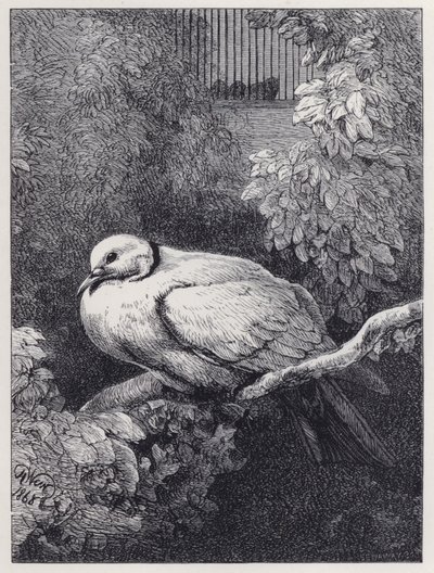 La colombe malheureuse - Harrison William Weir