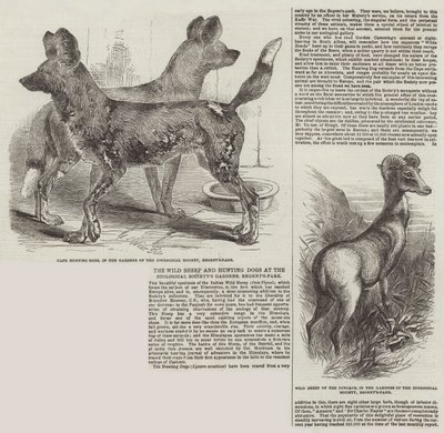 Les moutons sauvages et les chiens de chasse aux jardins de la Société zoologique, Regent