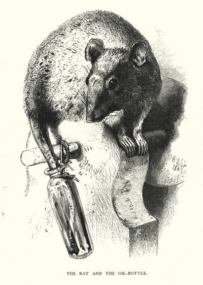 Le rat et la bouteille d