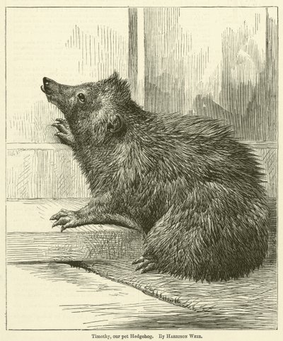 Timothy, notre hérisson de compagnie - Harrison William Weir