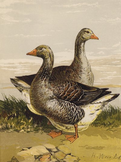 Oies de Toulouse (chromolithographie) - Harrison William Weir