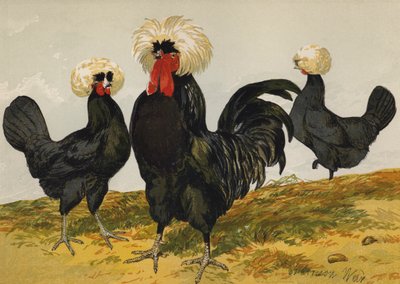 Polonais Noirs à Crête Blanche - Harrison William Weir