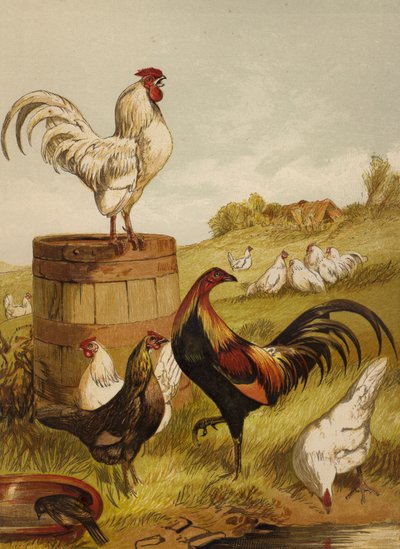 Bantams blancs et de jeu - Harrison William Weir