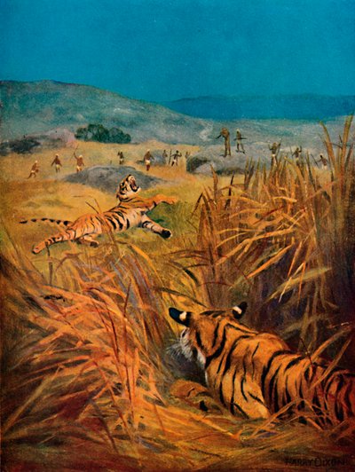 Tigres - La terreur des villages indiens, 1913 - Harry Dixon