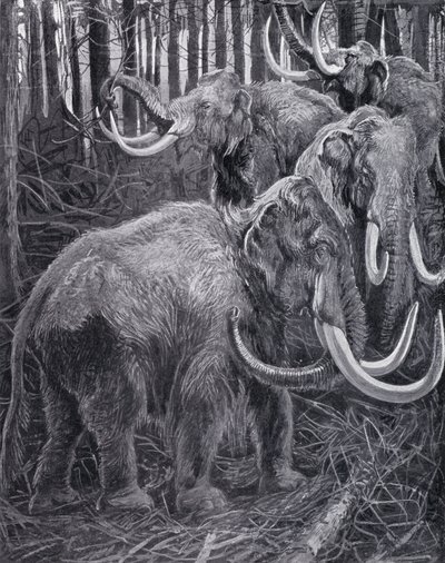 Mammouths - Harry Hamilton (after) Johnston